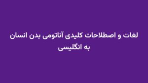 لغات و اصطلاحات کلیدی آناتومی بدن انسان به انگلیسی