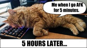 A funny meme of a cat sleeping on a keyboard with the caption "Me when I go AFK for 5 minutes.