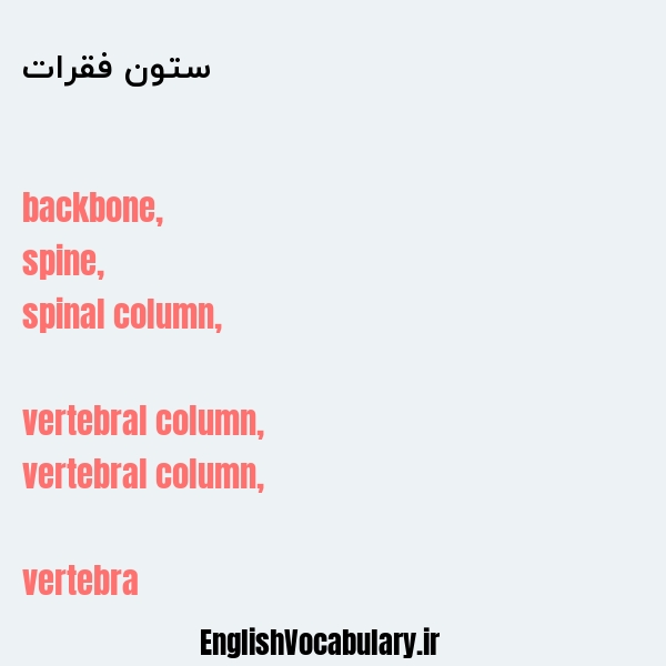 ستون فقرات به انگلیسی