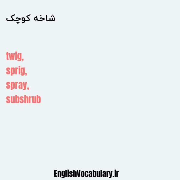 شاخه کوچک به انگلیسی