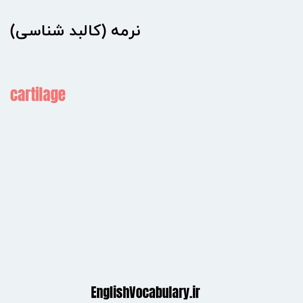 نرمه (کالبد شناسی) به انگلیسی