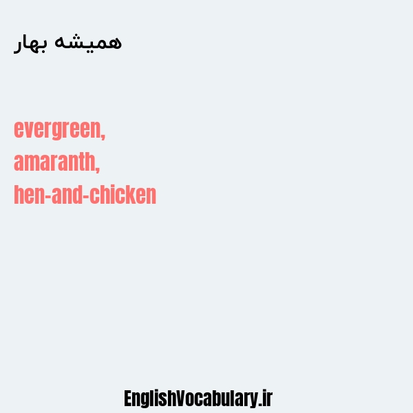 همیشه بهار به انگلیسی