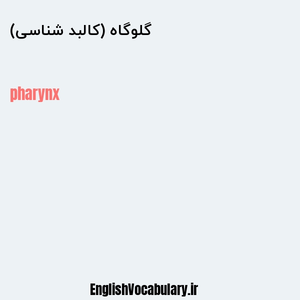 گلوگاه (کالبد شناسی) به انگلیسی