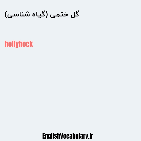 گل ختمی (گیاه شناسی) به انگلیسی