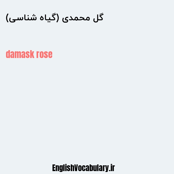گل محمدی (گیاه شناسی) به انگلیسی