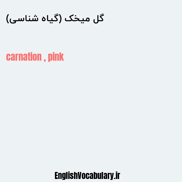 گل میخک (گیاه شناسی) به انگلیسی