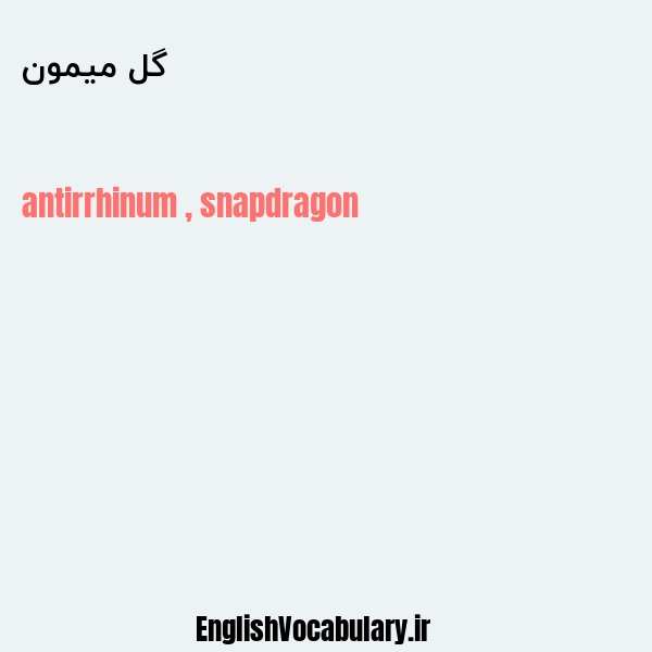 گل میمون به انگلیسی
