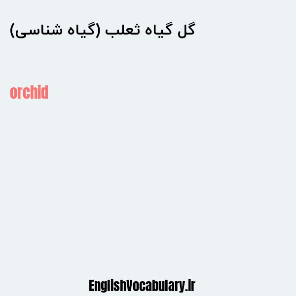 گل گیاه ثعلب (گیاه شناسی) به انگلیسی