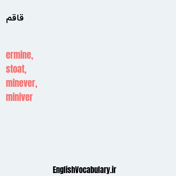 قاقم به انگلیسی