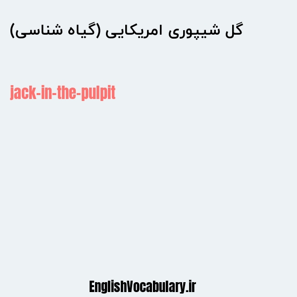 گل شیپوری امریکایی (گیاه شناسی) به انگلیسی