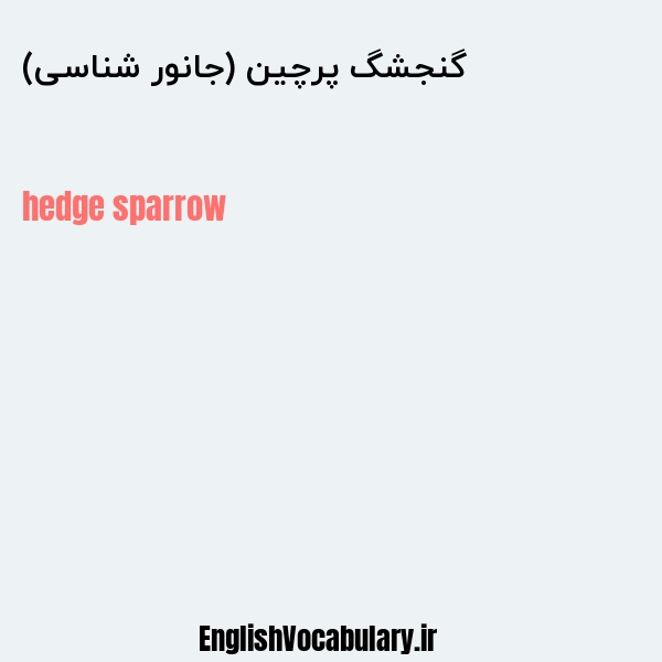 گنجشگ پرچین (جانور شناسی) به انگلیسی