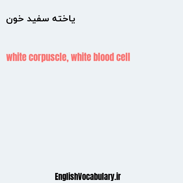 یاخته سفید خون به انگلیسی